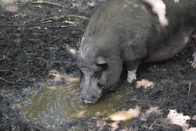 年国内金牌 年国内金牌